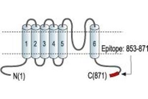 Representative domain view of the target of ABIN7043853.
