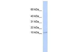 TMEM93 antibody used at 1 ug/ml to detect target protein.