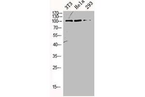 Western Blot analysis of NIH-3T3 HELA 293 cells using ORC1 Polyclonal Antibody (ORC1 抗体  (Internal Region))
