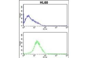 SERPINB7 Antibody (Center) (ABIN652538 and ABIN2842363) flow cytometric analysis of HL60 cells (bottom histogram) compared to a negative control cell (top histogram). (SERPINB7 抗体  (AA 108-137))
