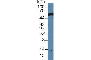 Western blot analysis of Rat Serum, using Rat NUP50 Antibody (1 µg/ml) and HRP-conjugated Goat Anti-Rabbit antibody (