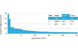Analysis of Protein Array containing more than 19,000 full-length human proteins using TIMP2 Mouse Monoclonal Antibody (TIMP2/2044) Z- and S- Score: The Z-score represents the strength of a signal that a monoclonal antibody (Monoclonal Antibody) (in combination with a fluorescently-tagged anti-IgG secondary antibody) produces when binding to a particular protein on the HuProtTM array. (TIMP2 抗体  (AA 48-220))