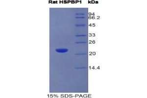 SDS-PAGE analysis of Rat HSPBP1 Protein. (HSPBP1 蛋白)