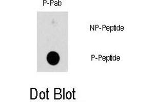 Image no. 1 for anti-Heat Shock 27kDa Protein 1 (HSPB1) (pSer78) antibody (ABIN358314) (HSP27 抗体  (pSer78))