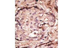 Image no. 2 for anti-Glial Fibrillary Acidic Protein (GFAP) (N-Term) antibody (ABIN357395)