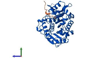 Protein Structure (PS) image for Ribokinase (RBKS) (AA 1-322) protein (His tag) (ABIN7551181)
