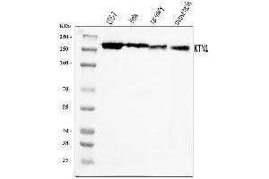 Western blot analysis of Kinectin 1/KTN1 using anti-Kinectin 1/KTN1 antibody (ABIN7601096).