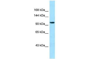 WB Suggested Anti-SYNPO2 Antibody Titration: 1.