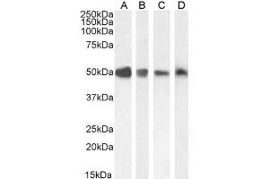 ABIN185279 staining (0. (TXNDC5 抗体  (C-Term))