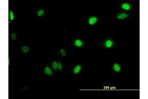 Immunofluorescence (IF) image for anti-GA Binding Protein Transcription Factor, alpha Subunit 60kDa (GABPA) (AA 1-454) antibody (ABIN560979)