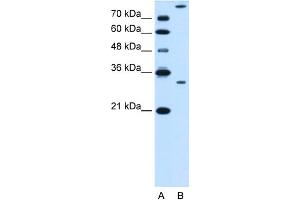 WB Suggested Anti-GZMK Antibody Titration:  0. (GZMK 抗体  (N-Term))