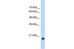 Western Blotting (WB) image for anti-Heat Shock Protein, alpha-Crystallin-Related, B6 (HSPB6) antibody (ABIN2463182) (HSPB6 抗体)