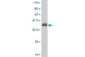 Western Blot detection against Immunogen (37. (Neurogenin 2 抗体  (AA 74-175))