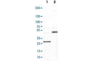 Western Blot analysis of Lane 1: NIH-3T3 cell lysate (mouse embryonic fibroblast cells) and Lane 2: NBT-II cell lysate (Wistar rat bladder tumour cells) with DLC1 polyclonal antibody . (DLC1 抗体)