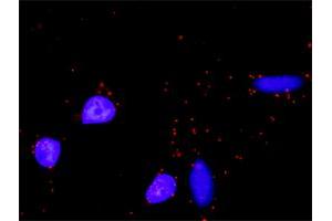 Proximity Ligation Analysis of protein-protein interactions between MAPK14 and MAX. (MAX 抗体  (AA 1-151))