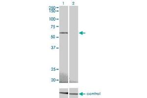 Western Blotting (WB) image for anti-Protein Kinase, AMP-Activated, alpha 2 Catalytic Subunit (PRKAA2) (AA 453-552) antibody (ABIN519168)