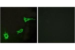 Immunofluorescence (IF) image for anti-Endothelin Receptor Type A (EDNRA) (C-Term) antibody (ABIN1449644)