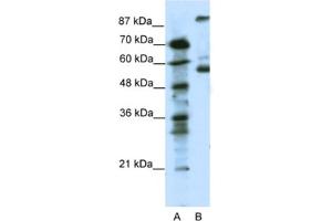 Western Blotting (WB) image for anti-5-Hydroxytryptamine (serotonin) Receptor 7 (Adenylate Cyclase-Coupled) (HTR7) antibody (ABIN2463754) (HTR7 抗体)