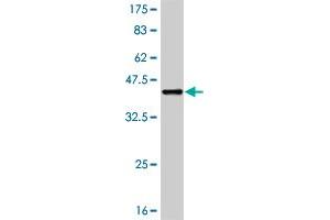 Western Blot detection against Immunogen (37. (RIPK2 抗体  (AA 431-540))