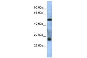 Image no. 1 for anti-Chromosome 7 Open Reading Frame 62 (C7orf62) (AA 35-84) antibody (ABIN6741342) (C7orf62 抗体  (AA 35-84))