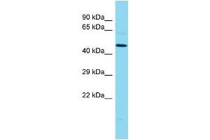 Host: Rabbit Target Name: MLIP Sample Type: MCF7 Whole Cell lysates Antibody Dilution: 1. (MLIP 抗体  (Middle Region))