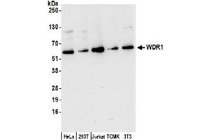 anti-WD Repeat Domain 1 (WDR1) (AA 125-175) antibody