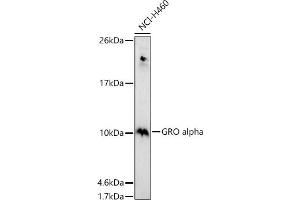 Western blot analysis of extracts of NCI-H460 cells, using GRO alpha antibody (ABIN6130150, ABIN6139267, ABIN6139268 and ABIN6221487) at 1:1000 dilution. (CXCL1 抗体  (AA 1-107))