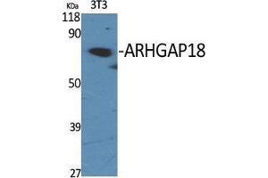 Western Blot (WB) analysis of specific cells using ARHGAP18 Polyclonal Antibody.