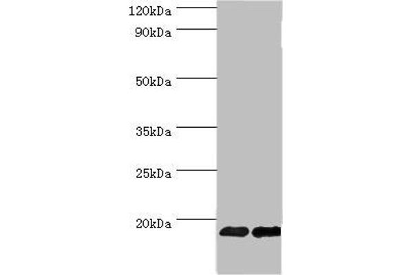FGF1 anticorps  (AA 16-155)