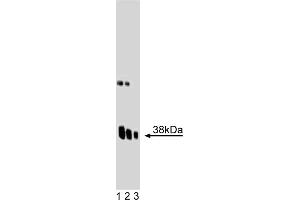 Western Blotting (WB) image for anti-Synaptophysin (SYP) (AA 205-306) antibody (ABIN968694) (Synaptophysin 抗体  (AA 205-306))