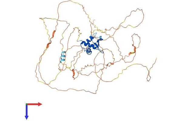 ELF2 Protein (AA 1-593) (His tag)