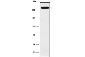 Western blot analysis of alpha 1 Spectrin expression in K562 cell lysate.