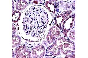 Immunohistochemistry (IHC) image for anti-Bone Morphogenetic Protein 7 (BMP7) (AA 280-309) antibody (ABIN3030180)