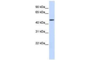 Image no. 1 for anti-DDB1 and CUL4 Associated Factor 4 (DCAF4) (AA 216-265) antibody (ABIN6741305) (DCAF4 抗体  (AA 216-265))