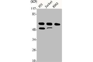 Western Blot analysis of NIH-3T3 Jurkat K562 cells using Cyclin A Polyclonal Antibody (Cyclin A 抗体  (Internal Region))