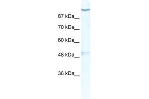 Western Blotting (WB) image for anti-Potassium Voltage-Gated Channel, Subfamily H (Eag-Related), Member 6 (KCNH6) antibody (ABIN2461157) (KCNH6 抗体)