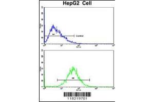 Flow cytometric analysis of HepG2 cells using GCAT Antibody (bottom histogram) compared to a negative control cell (top histogram). (GCAT 抗体  (AA 155-181))
