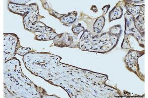 IHC analysis of RAE1 using anti-RAE1 antibody (ABIN7602428).