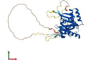 Protein Structure (PS) image for BRCA2 and CDKN1A Interacting Protein (BCCIP) (AA 1-316) protein (His tag) (ABIN7560666)