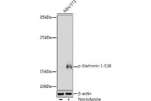 Western blot analysis of extracts of NIH/3T3 cells, using Phospho-Stathmin 1-S38 Rabbit pAb (ABIN3019847, ABIN3019848, ABIN3019849 and ABIN1682097) at 1:1000 dilution. (Stathmin 1 抗体  (pSer38))