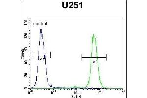 CMKOR1 Antibody (C-term) (ABIN654443 and ABIN2844177) flow cytometric analysis of  cells (right histogram) compared to a negative control cell (left histogram). (CXCR7 抗体  (C-Term))