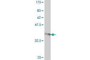 Western Blot detection against Immunogen (38. (FOXQ1 抗体  (AA 110-219))