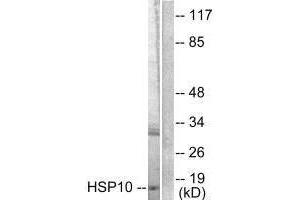 Western blot analysis of extracts from NIH/3T3 cells, using HSP10 antibody. (HSPE1 抗体)