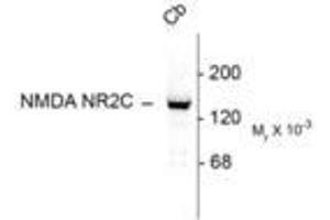 Image no. 1 for anti-Glutamate Receptor, Ionotropic, N-Methyl D-Aspartate 2c (GRIN2C) (N-Term) antibody (ABIN305685) (GRIN2C 抗体  (N-Term))