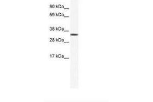 Image no. 1 for anti-Transcription Elongation Factor A Protein 1 (TCEA1) (AA 112-161) antibody (ABIN202195) (TCEA1 抗体  (AA 112-161))