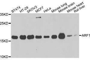 Western blot analysis of extracts of various cell lines, using ARF1 antibody.