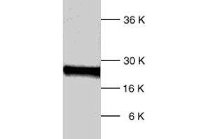 Western blot analysis of human DIABLO polyclonal antibody  expression in HL-60 whole cell lysates.