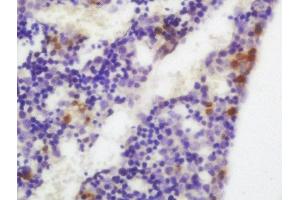 Formalin-fixed and paraffin embedded mouse embryo labeled with Anti-XBP1 Polyclonal Antibody, Unconjugated  at 1:200 followed by conjugation to the secondary antibody and DAB staining (XBP1 抗体  (AA 51-150))
