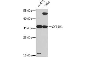 Western blot analysis of extracts of various cell lines, using CYB5R1 Rabbit pAb (ABIN7266630) at 1:3000 dilution. (CYB5R1 抗体  (AA 1-305))