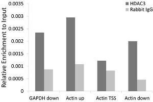 Chromatin immunoprecipitation of extracts of 293T cell line, using HDAC3 antibody (ABIN5971166) and rabbit IgG. (HDAC3 抗体)